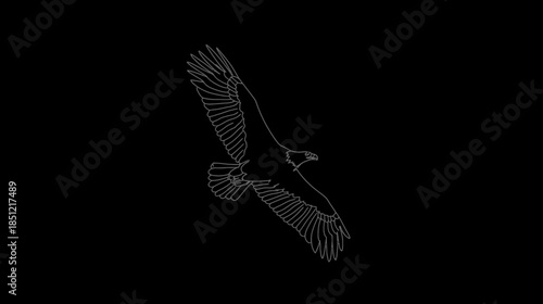 Elegant White Line Art Illustration of a Majestic Soaring Bird of Prey, Minimalist Digital Drawing on a Black Background