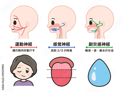顔面神経の運動神経と感覚神経と副交感神経のイラスト