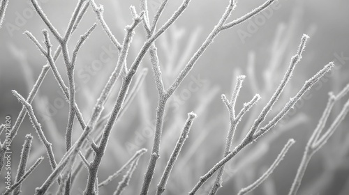 Delicate frost crystals clinging to barren winter branches creating a serene monochrome scene