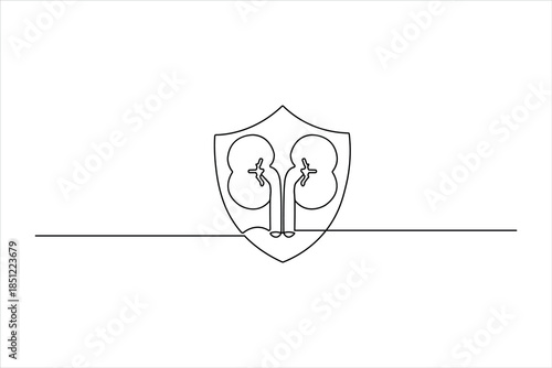 Continuous line drawing of renal organs in a shield