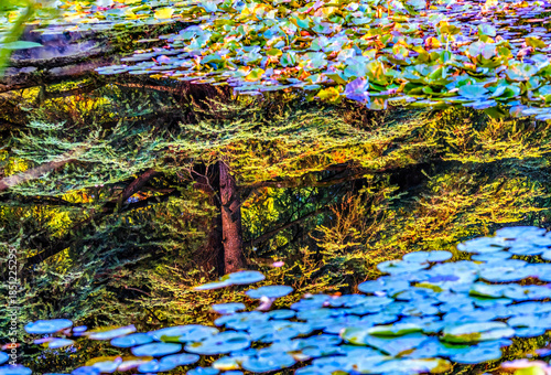 Green Tree Blue Lily Pads Van Dusen Garden Vancouver Canada