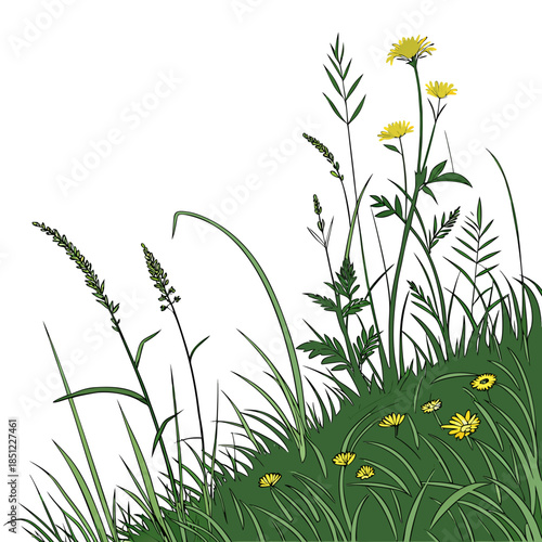 Green grass with yellow flowers on white background