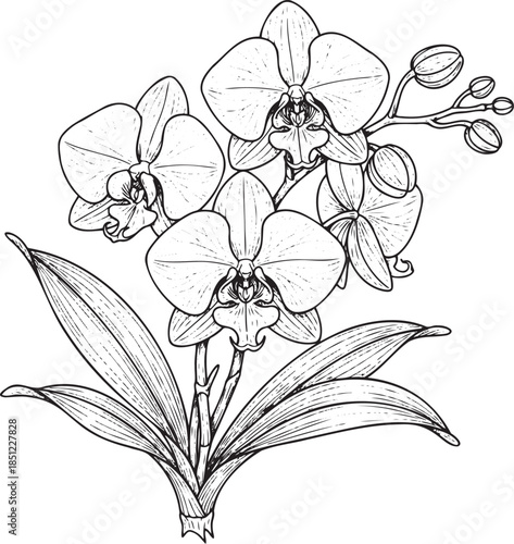 Elegant Blooming Orchid Flowers with Leaves Botanical Line Art