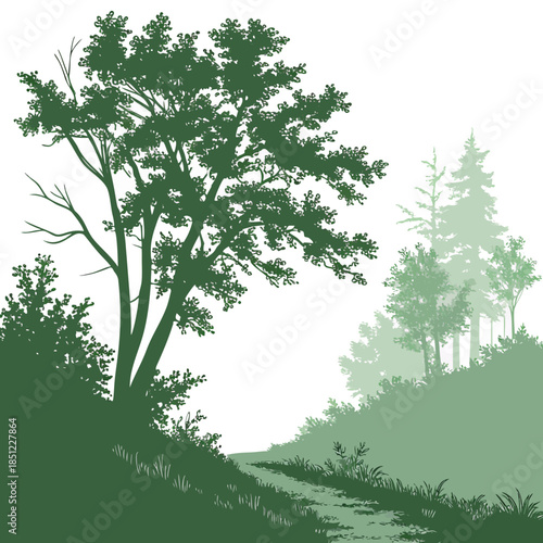 Forest boundary with light ground fog effect and trees