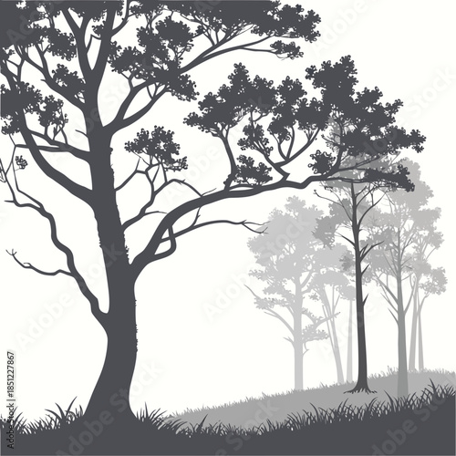 Forest boundary with light ground fog effect trees