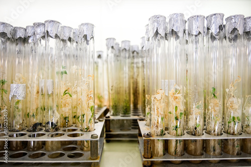 Plant sprouts in test tubes. Plant laboratory, seed bank.