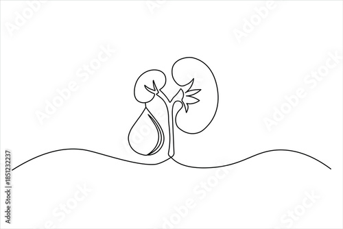 Continuous line drawing of renal system hydration