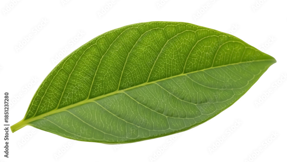 Obraz premium Fresh green leaf PNG isolated on transparent background, vibrant foliage with detailed veins for botanical design and nature themes