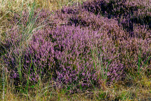 Skagen, Denmark-August 8, 2025: Blooming Heather-Calluna vulgaris in Coastal Dunes