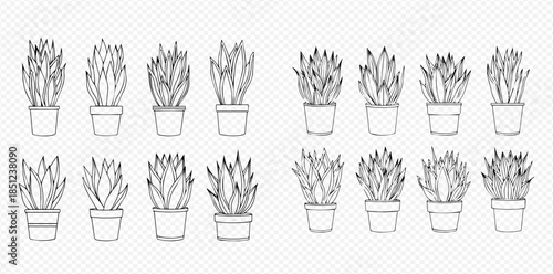 Set of hand drawn succulent plants in pots, black and white outline sketch illustration.