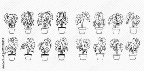 Set of potted alocasia plants, black and white outline drawing, various sizes and shapes.