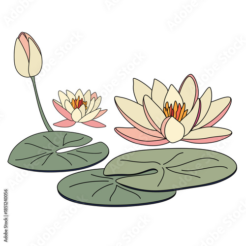 Pink lotus flowers and green lily pieces leaves, water lilies on the water. Water lily vector illustration. Lotus drawing. Japanese water lily design. July birth flower.