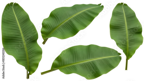 фотографія Set of green banana leaves isolated PNG on transparent background, tropical foli