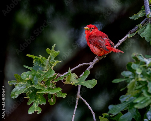 A male Summer Tanager perched in a Burr Oak.