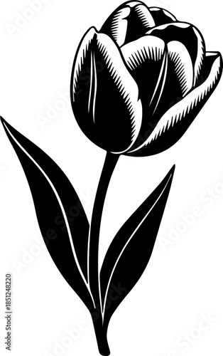 Elegant tulip illustration with classic engraving style, perfect for spring designs or botanical themes, timeless appeal and artistic refinement here
