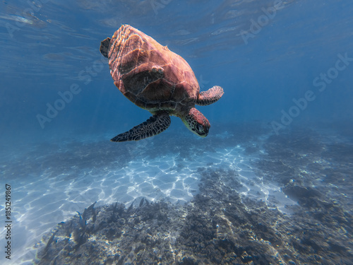 sea turtles in the blue ocean