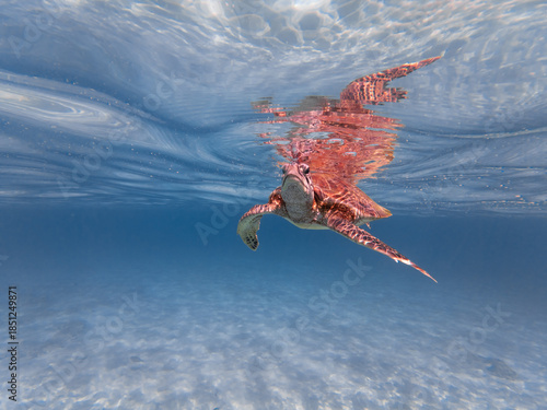 turtle swimming in the sea with a funny look