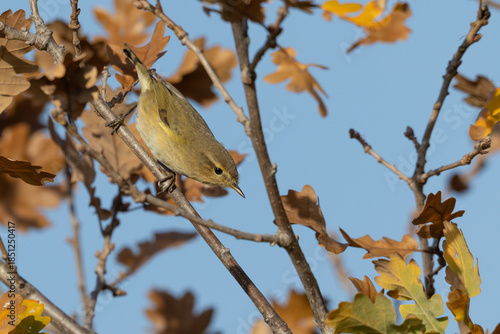 Common Chiffchaff Foraging on Oak Branch in Golden Autumn Light.
