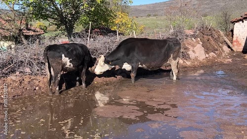 Cows standing in the water, farm, barn, dairy, Balıkesir, Turkey