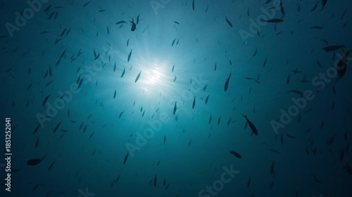 Wallpaper Mural Low angle underwater shot looking up at sunlit surface through schools of silhouetted fish Torontodigital.ca