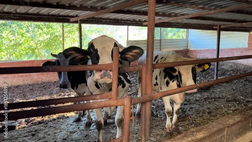 Cute cows in a barn, close-up, livestock