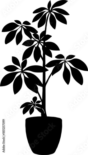 Silhouette of potted leafy plant Schefflera arboricola with layered foliage on transparent background.