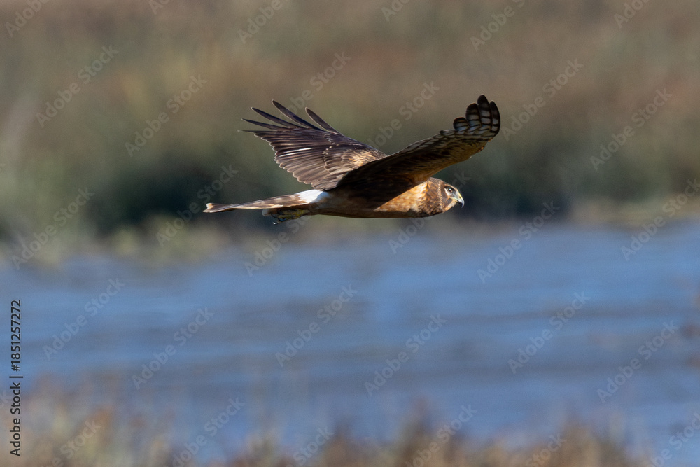 Obraz premium Extremely close view of a female Northern harrier flying, seen in the wild in North California