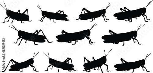 Grasshopper silhouettes set in different poses black flat vector illustration isolated white background insect wildlife icon collection