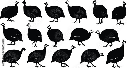 Guinea fowl silhouettes set in multiple poses flat black vector illustration collection isolated on white background farm bird concept