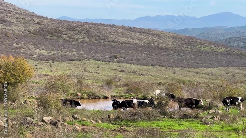 Herd of cows entering a lake in a mountainous open field, Balıkesir, Turkey