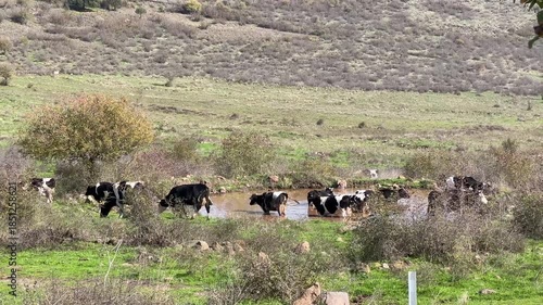 Herd of cows entering a lake in a mountainous open field, Balıkesir, Turkey