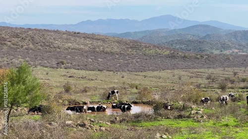 Herd of cows entering a lake in a mountainous open field, Balıkesir, Turkey