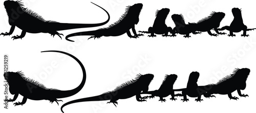 Iguana lizard silhouettes set, reptile animal profile collection, black wildlife icons, tropical fauna poses isolated on white background, vector illustration