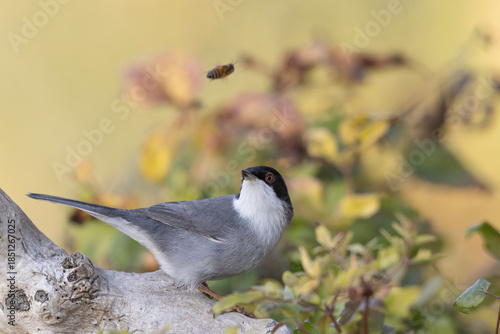 Male Sardinian Warbler (Sylvia melanocephala) Looking at a Flying Bee in Wildlife Interaction