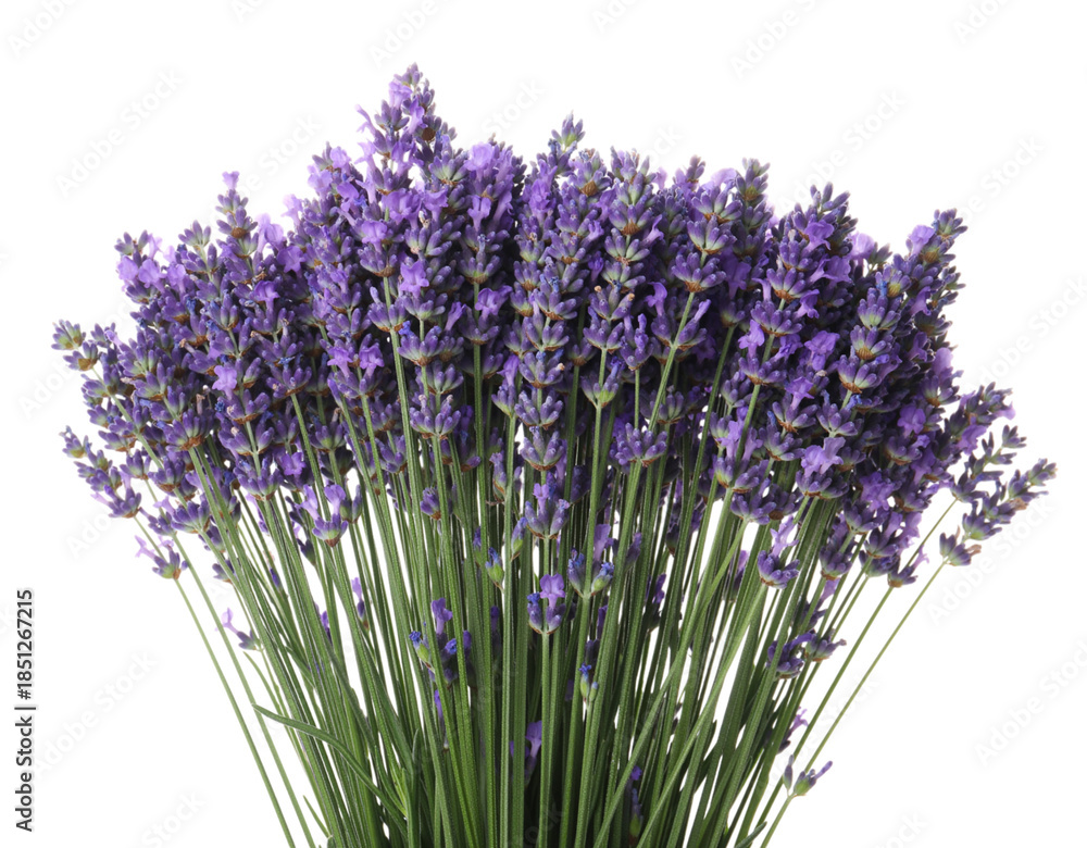 Fototapeta premium Bunch of Fresh Lavender Stems with Purple Flowers Isolated on Black floral herb
