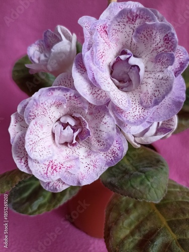 Delicate, lilac flowers with purple dots. Large gloxinia flowers