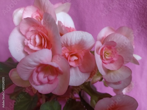 Delicate pink begonia flowers. Beautiful flowers gathered in inflorescences