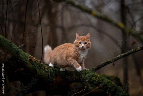 A luxurious red kitten in the middle of a dark autumn forest. A beautiful animal in nature.