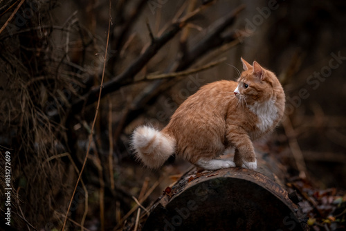 A luxurious red kitten in the middle of a dark autumn forest. A beautiful animal in nature.