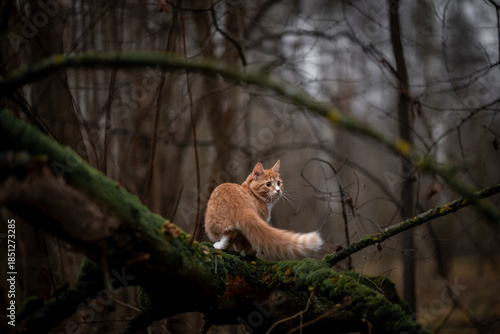 A luxurious red kitten in the middle of a dark autumn forest. A beautiful animal in nature.