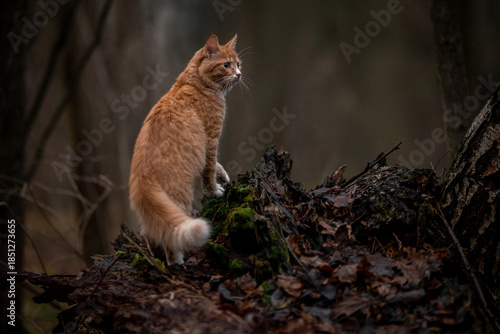 A luxurious red kitten in the middle of a dark autumn forest. A beautiful animal in nature.