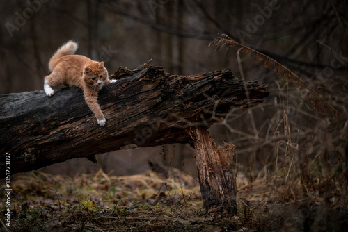 A luxurious red kitten in the middle of a dark autumn forest. A beautiful animal in nature.