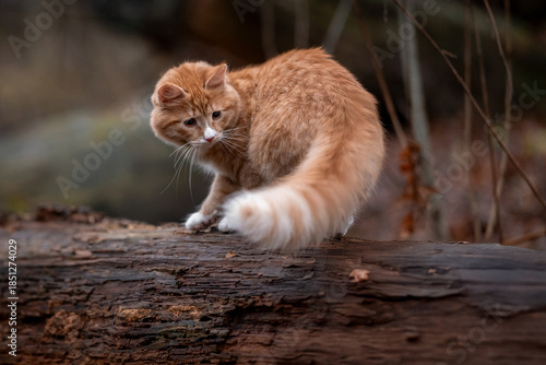 A luxurious red kitten in the middle of a dark autumn forest. A beautiful animal in nature.