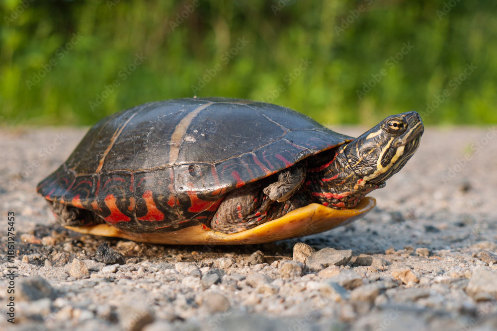 Fototapeta premium An Eastern painted turtle with a foot deformity peeks out from hiding within its shell