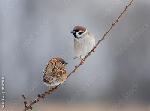 two bird sparrows sitting on a tree branch in a spring garden