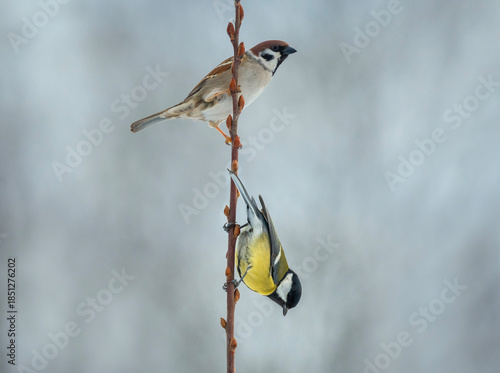sparrow and tit bird sitting on tree branch with buds in spring garden