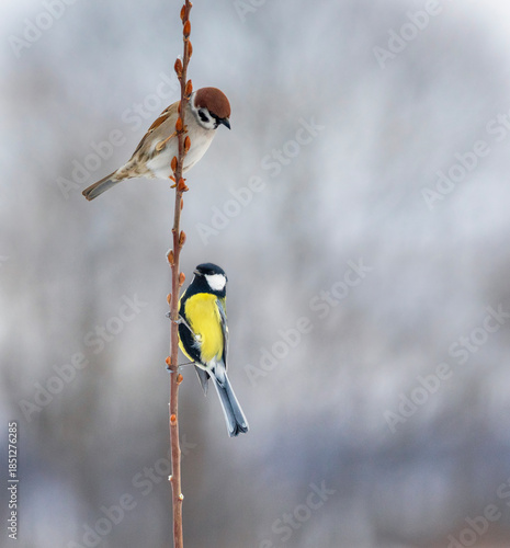 sparrow and tit bird sitting on tree branch with buds in spring garden