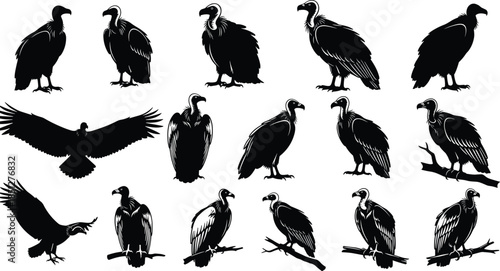 Vulture silhouettes collection, scavenger bird poses set, flying perched vultures, wildlife raptor illustration, black and white vector design