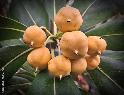 Botanical macro of a group of pittosporum berries
