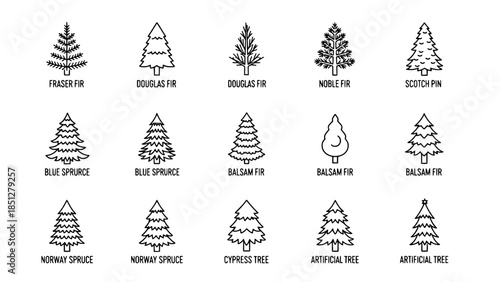 Christmas trees portraying different types on white background or Fir trees displaying various species on clean white scene